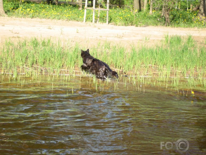 Kaķis, kam patika braukāties ar laivu, tad vairs nepatika, tad atkal patika...