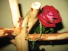 Sārtās rozes