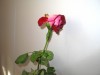 Sārtās rozes