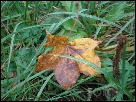 Rudens