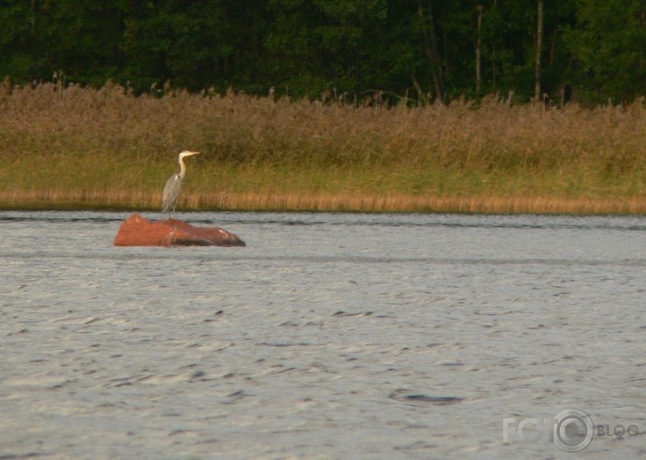 "Gārņu bilde"