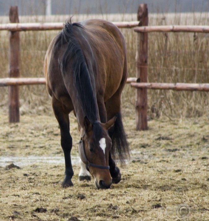 Gaužām maz tā ēdamā