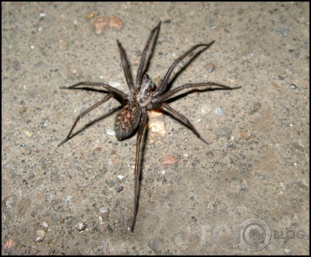 The Giant House Spider
