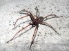 The Giant House Spider