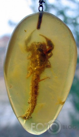 Kāda skorpiona gals.