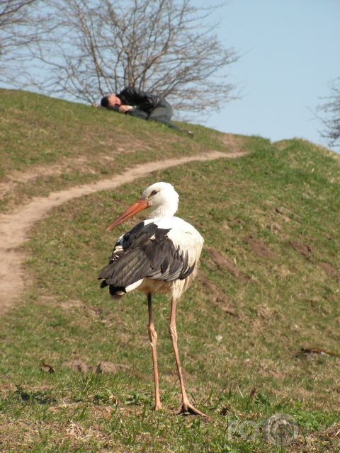 viena kļūdaina piegāde stārķa dzīvē