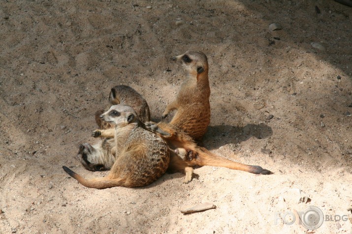 Surikāti rullllzzzzz