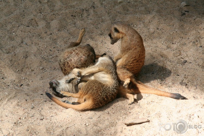 Surikāti rullllzzzzz
