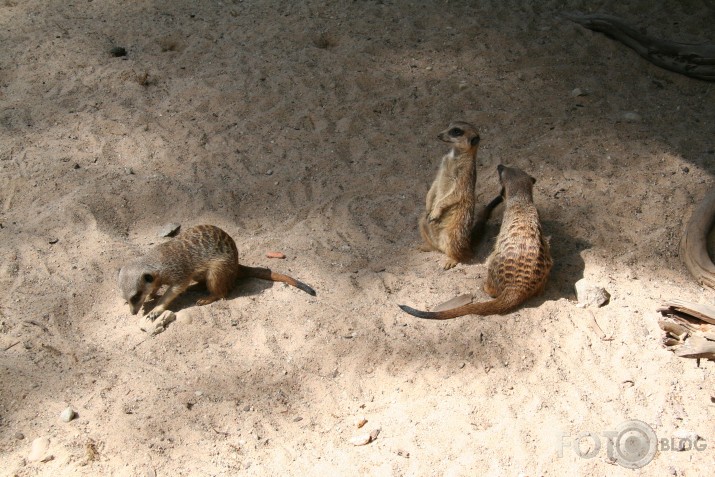 Surikāti rullllzzzzz
