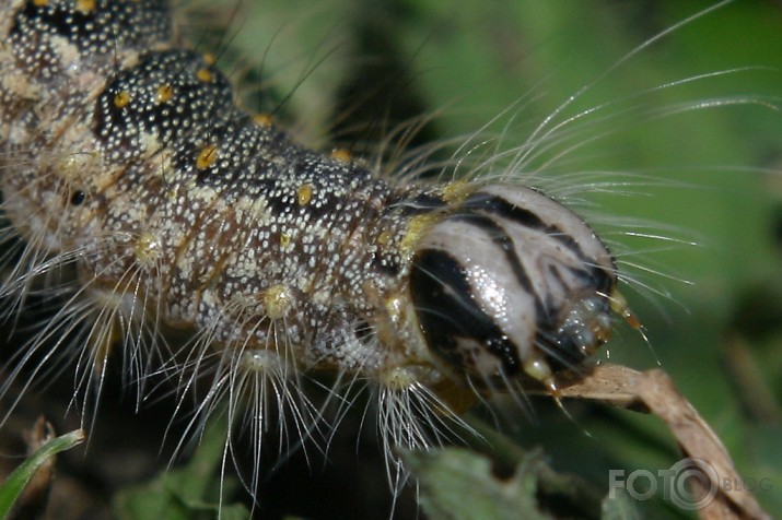 Kāpurs