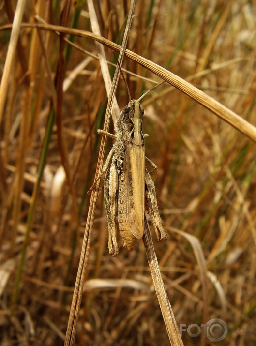 Maskējies čīgātājs