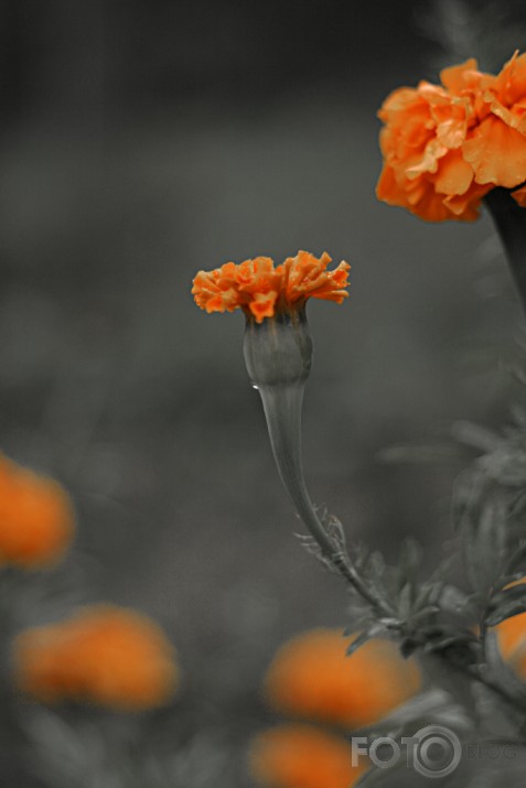 ..ir draugi,...bet viņa raud.