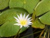 Lotosa zieds