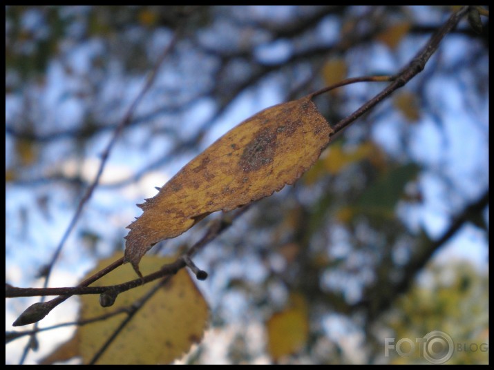 rudens pieskāriens