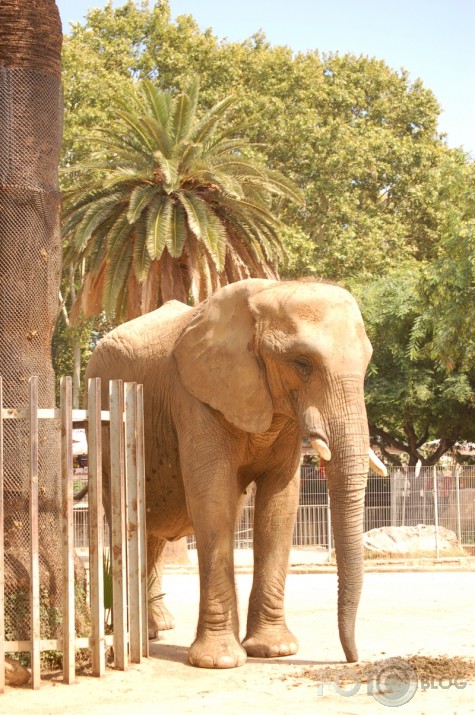 Barcelona ZOO