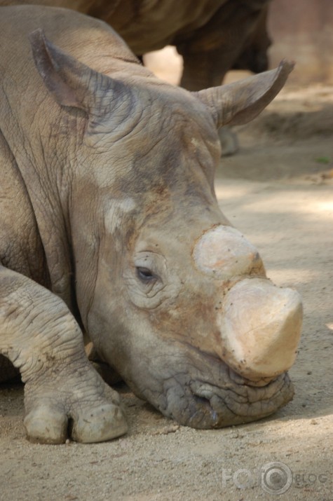 Barcelona ZOO