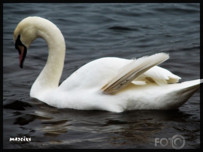 swan