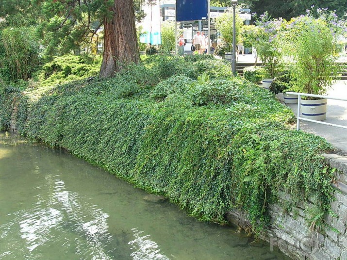 Puķu sala Mainau