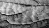 lapa