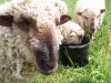 Izslāpušās aitas
