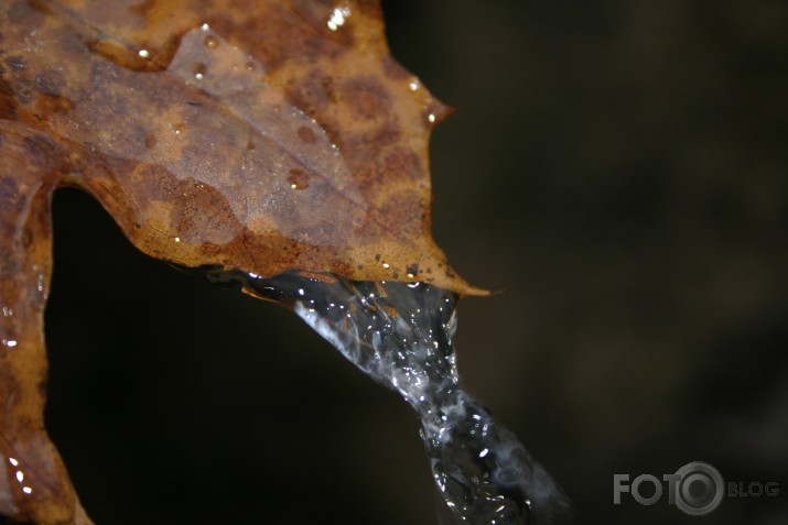 Rudens