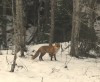 Lapsa kūmiņš raugās.