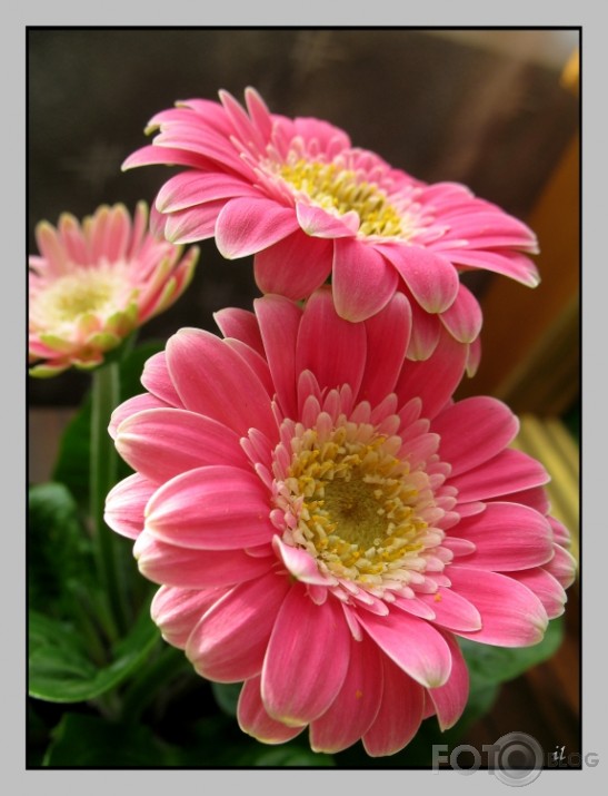 mini gerbera