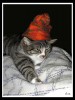 Cat & Hat