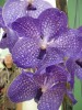 ..orhidejas...