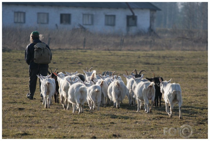 Kazas un gans Burtniekos