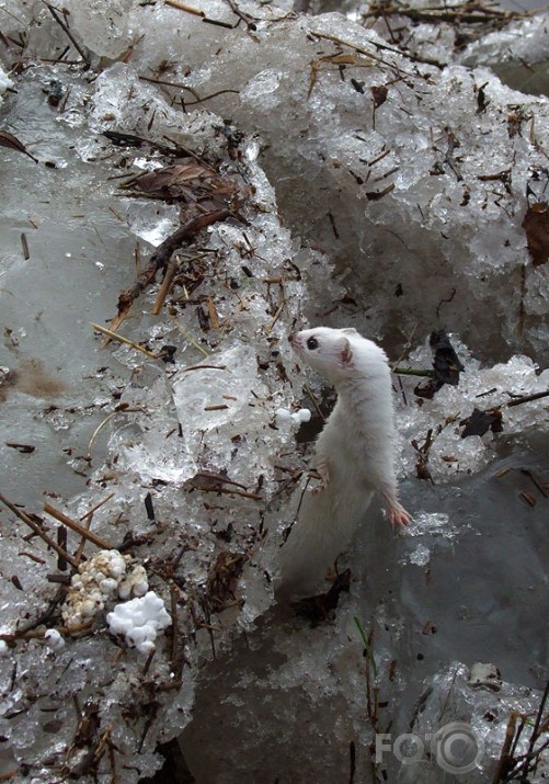 Plūdi Jēkabpilī