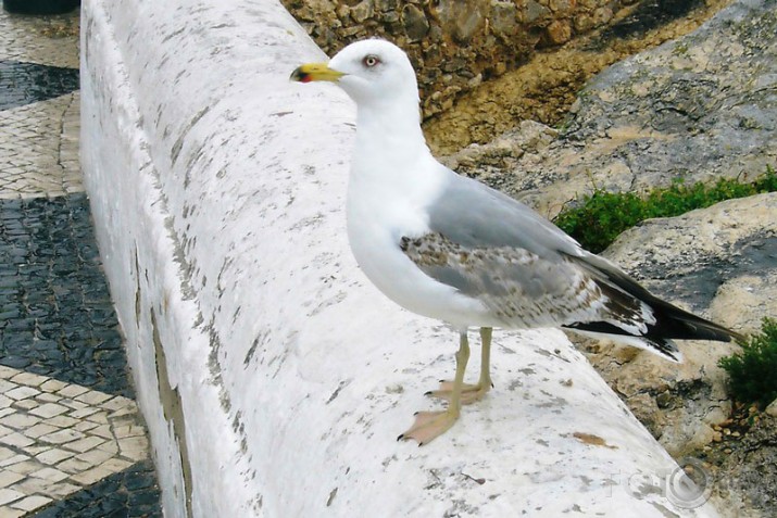 Portugāle I