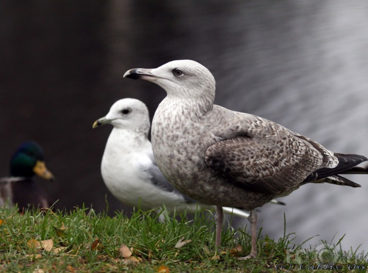 Ducktales jeb Reportāža no kanālmalas