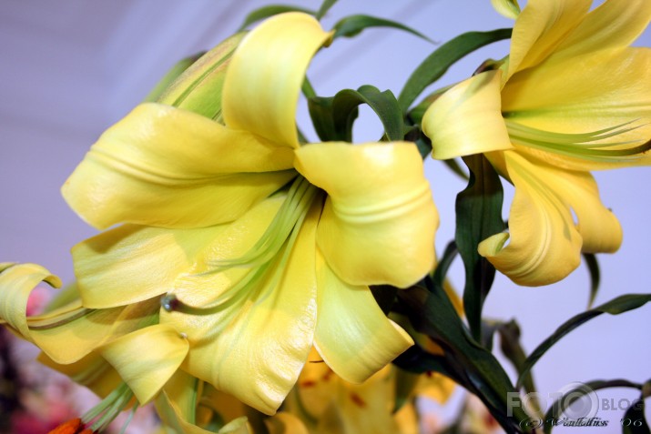 Lilijas - Reportāža no Dabas muzeja
