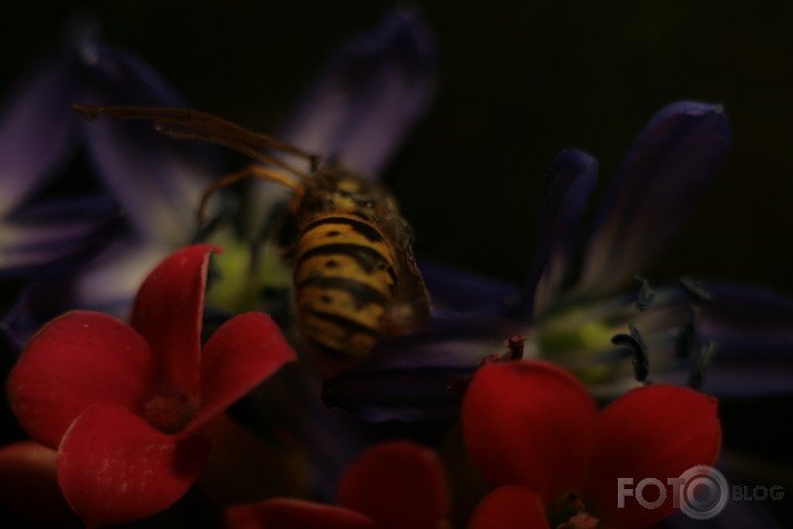 macro