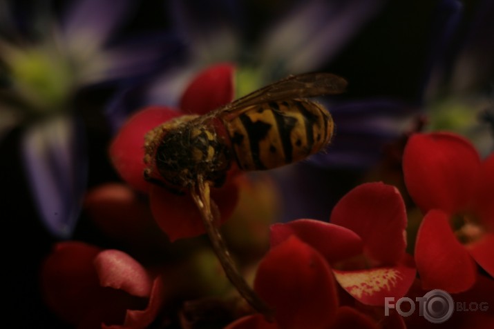 macro