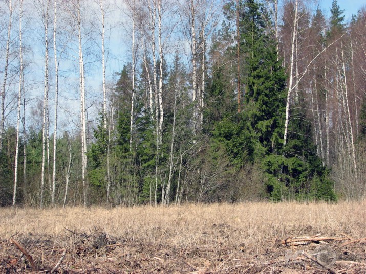 Latvijas zelts