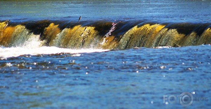 "Lido zivis Kuldīgā"