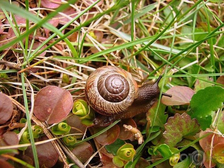 Pavasaris