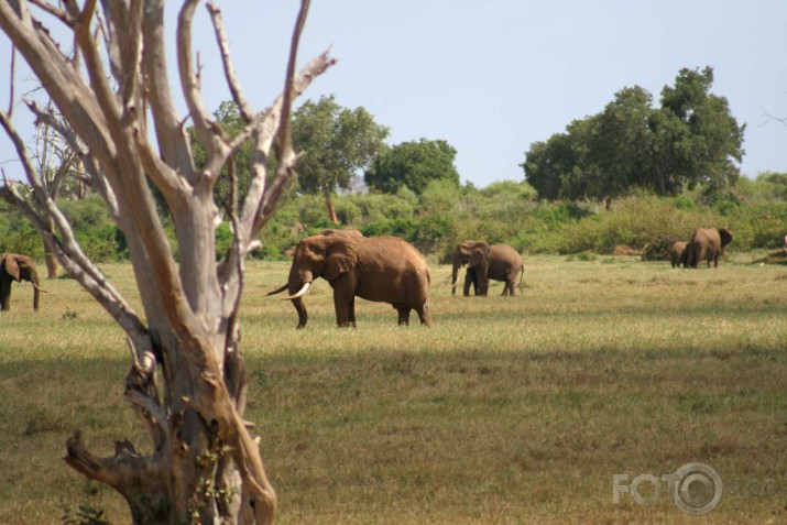 Afrikas savannas iemitnieki