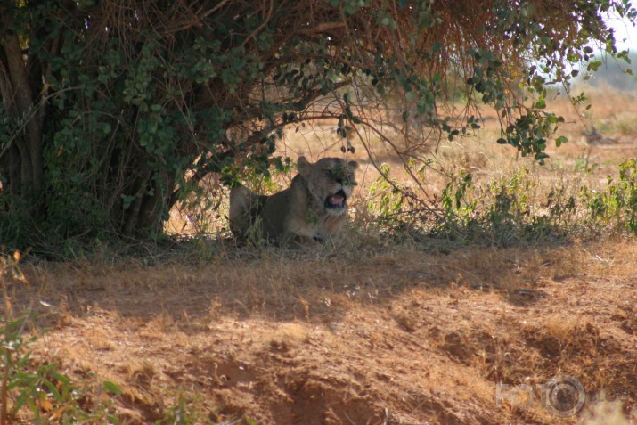 Afrikas savannas iemitnieki