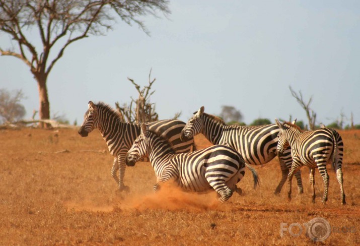 Afrikas savannas iemitnieki