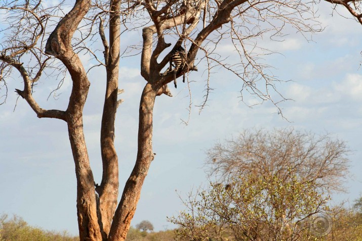 Afrikas savannas iemitnieki