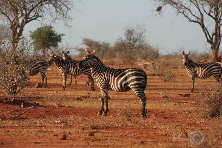 Afrikas savannas iemitnieki