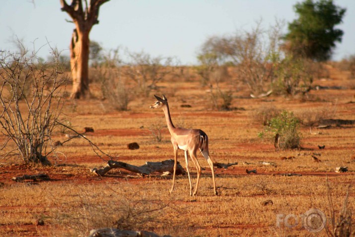 Afrikas savannas iemitnieki