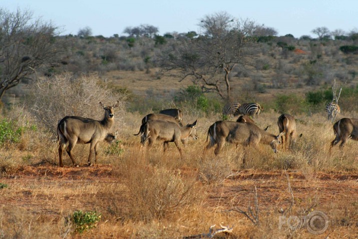 Afrikas savannas iemitnieki