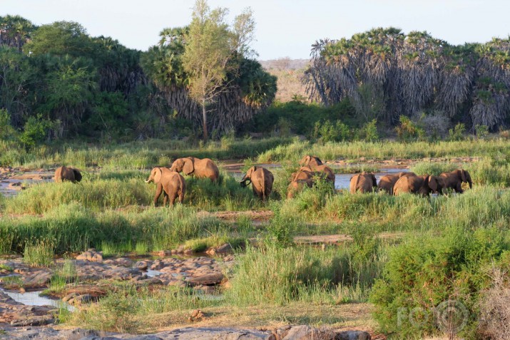 Afrikas savannas iemitnieki