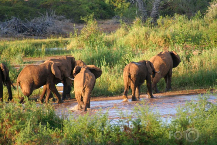 Afrikas savannas iemitnieki