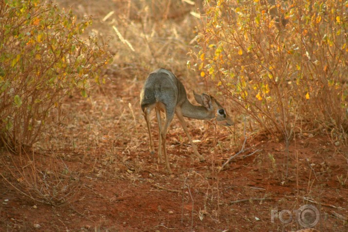 Afrikas savannas iemitnieki