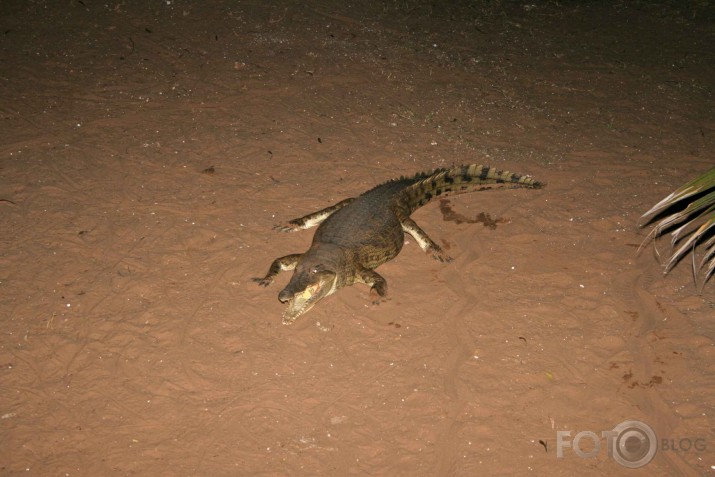 Afrikas savannas iemitnieki